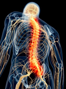 anatomical image of the human nervous system