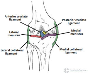 image:anatomical image of the knee showing the main ligaments of the knee