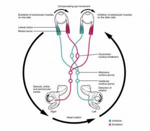 image of the eyes and vestibular system showing how the vestibular ocular reflex works