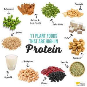 11 plants foods high in protein