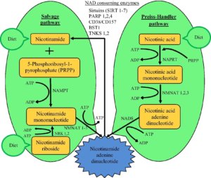 the salvage and preiss handler pathway for the synthesis of NMN