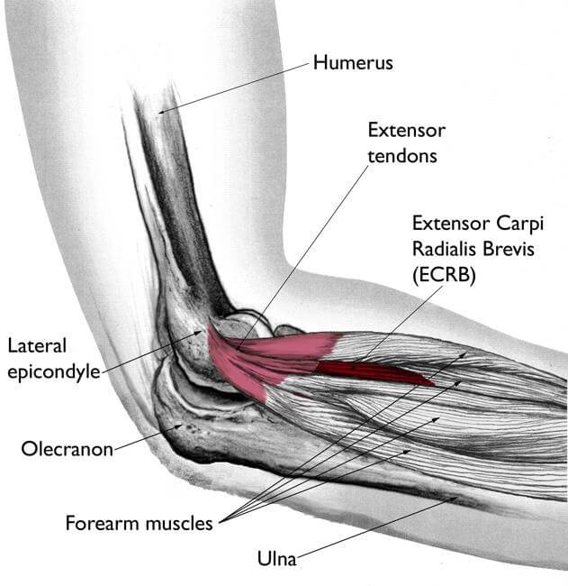 lateral elbow anatomy